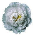 Light turquoise-white peony flower with yellow stamens on an isolated white background with clipping path. Closeup. For design. Royalty Free Stock Photo