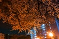 Light-up cherry blossoms (Chofu,Tokyo)