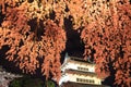 Light up of Hirosaki castle and cherry blossoms