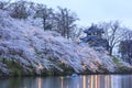 Light up of Takada Castle and Cherry blossoms Royalty Free Stock Photo