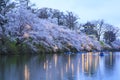 Light up of Takada Castle and Cherry blossoms Royalty Free Stock Photo