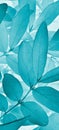 Light vegetable vertical background from honeysuckle leaves. Turquoise mobile phone wallpaper from foliage of fruit bush. Abstract