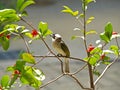 Light-vented Bulbul Royalty Free Stock Photo