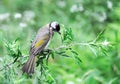 Light-vented Bulbul Royalty Free Stock Photo