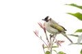 Light-vented Bulbul Royalty Free Stock Photo