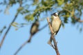 Light-vented Bulbul on top of a branch Royalty Free Stock Photo