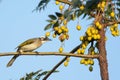 Light-vented Bulbul And Yellow Berries
