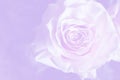 Light violet background with wonderful tender rose