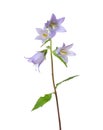 Light violet Bellflowers isolated on white.