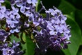 Light violet coloured flower cluster of common lilac flower, latin name Syringa Vulgaris, in full blossom