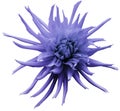 Light violet Dahlia flower, white isolated background with clipping path. Closeup. no shadows. For design. Bright shaggy flow