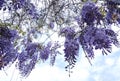 Light violet delicate wisteria branches with blooming flowers background Royalty Free Stock Photo