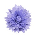 Light violet flower dahlia on a white isolated background with clipping path. Closeup. no shadows. For design. Royalty Free Stock Photo