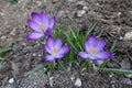 3 light violet flowers of Crocus tommasinianus Royalty Free Stock Photo