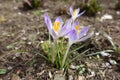 3 light violet flowers of Crocus tommasinianus in March Royalty Free Stock Photo