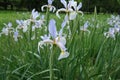 Light violet flowers of irises Royalty Free Stock Photo