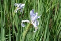 2 light violet flowers of irises in spring Royalty Free Stock Photo