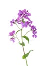 Light violet night-scented gilliflower Hesperis matronalis isolated on white background