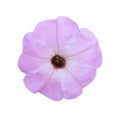 Light violet petunia isolated a on white background