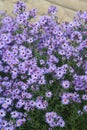 Virgin light violet asters Royalty Free Stock Photo