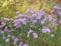 Virgin light violet asters Royalty Free Stock Photo