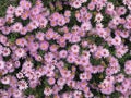 Virgin light violet asters Royalty Free Stock Photo