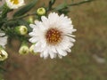 Virgin light aster