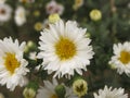 Virgin light aster