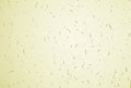 Light wall texture background with subtle speckled pattern. Royalty Free Stock Photo
