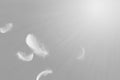 Light of white feather floating in the sky. Royalty Free Stock Photo