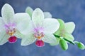 light white orchid beautiful flower and fluttering butterflies Hand drawn branch on white Royalty Free Stock Photo