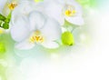 light white orchid beautiful flower and fluttering butterflies Hand drawn branch on white Royalty Free Stock Photo