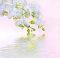 light white orchid beautiful flower and fluttering butterflies Hand drawn branch on white Royalty Free Stock Photo