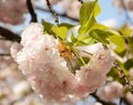 Light white pink sakura blossom in sunny day Royalty Free Stock Photo