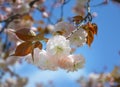 Light white and pink sakura under the sun Royalty Free Stock Photo