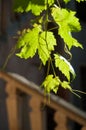 Light in wine leaves