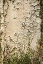 Light wood tree trunk texture covered with green moss from the bottom Royalty Free Stock Photo