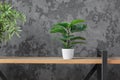 Light wooden bookshelves with plants in gray loft interior, biophylic design Royalty Free Stock Photo