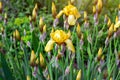 Light yellow blooming Irises xiphium Bulbous iris, sibirica flowers on green leaves ang grass background in the garden Royalty Free Stock Photo