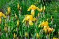 Light yellow blooming Irises xiphium Bulbous iris, sibirica flowers on green leaves ang grass background in the garden Royalty Free Stock Photo