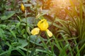 Light yellow blooming Irises xiphium Bulbous iris, sibirica on green leaves ang grass background in the garden in spring Royalty Free Stock Photo