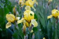 Light yellow blooming Irises xiphium Bulbous iris, sibirica on green leaves ang grass background in the garden in spring Royalty Free Stock Photo