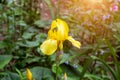 Light yellow blooming Irises xiphium Bulbous iris, sibirica on green leaves ang grass background in the garden in spring Royalty Free Stock Photo