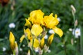 Light yellow blooming Irises xiphium Bulbous iris, sibirica on green leaves ang grass background in the garden in spring Royalty Free Stock Photo