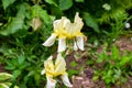 Light yellow blooming Irises xiphium Bulbous iris, sibirica on green leaves ang grass background in the garden Royalty Free Stock Photo