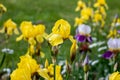 Light yellow blooming Irises xiphium Bulbous iris, sibirica on green leaves ang grass background in the garden in spring Royalty Free Stock Photo