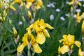 Light yellow blooming Irises xiphium Bulbous iris, sibirica on green leaves ang grass background in the garden Royalty Free Stock Photo