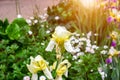 Light yellow blooming Irises xiphium Bulbous iris, sibirica on green leaves ang grass background in the garden in spring Royalty Free Stock Photo