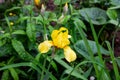 Light yellow blooming Irises xiphium Bulbous iris, sibirica on green leaves ang grass background in the garden in spring Royalty Free Stock Photo