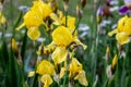 Light yellow blooming Irises xiphium Bulbous iris, sibirica on green leaves ang grass background in the garden in spring Royalty Free Stock Photo